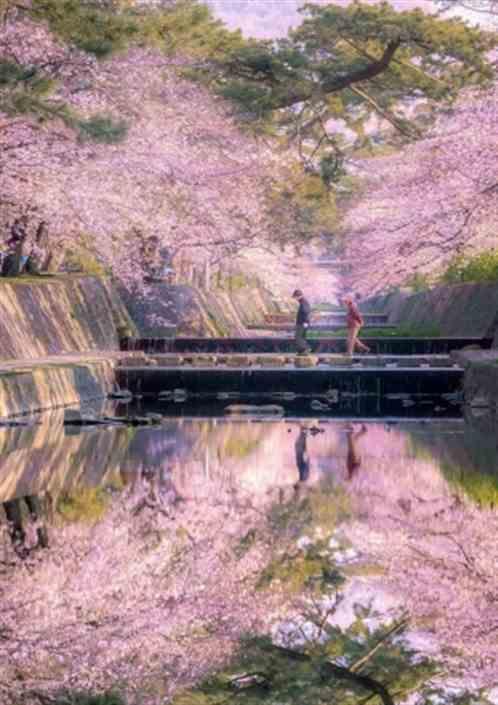 她与樱花