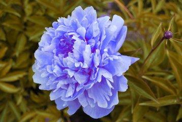 花木缘